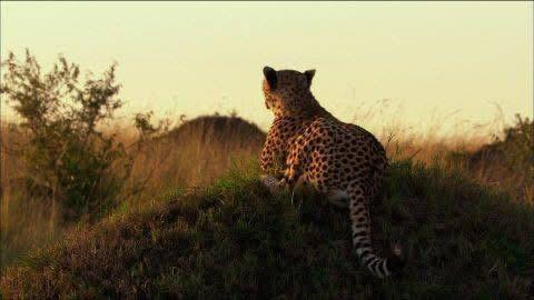 Wildlife Photography