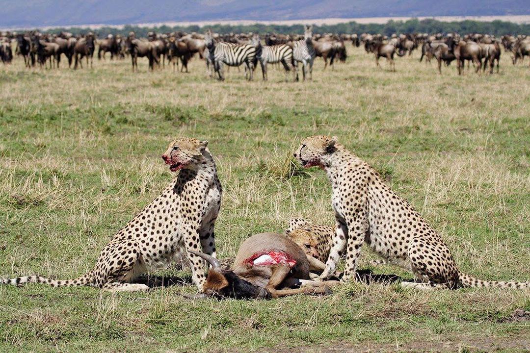 Cheetahs beside the great migration herds in the Serengeti