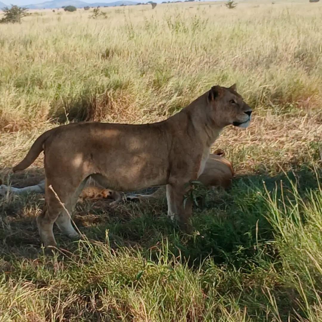 A lioness standing watch over a resting pride