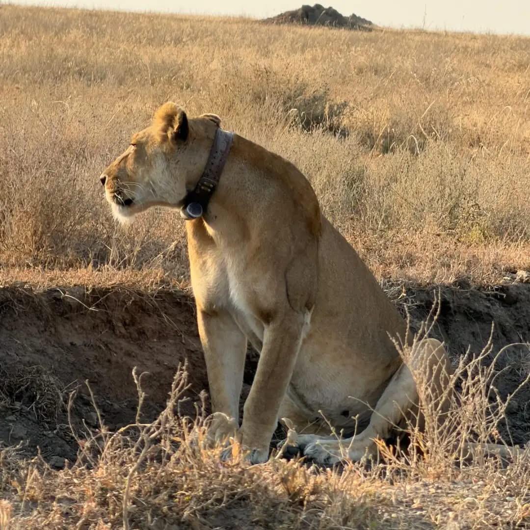 A collared lioness surveying the plains