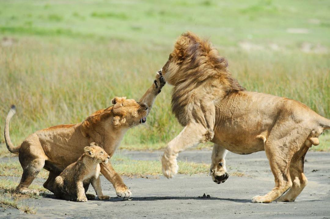 Ngorongoro Crater
