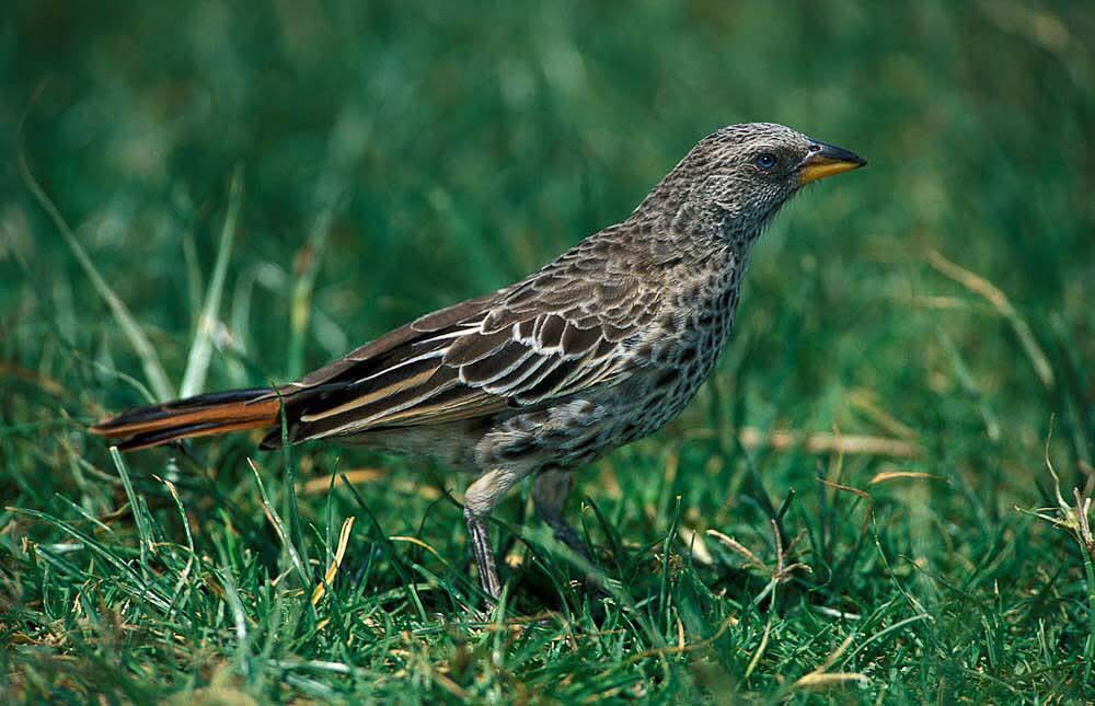 A yellow billed bird perched in the grass